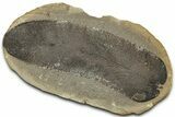 Macroneuropteris Fern Fossil Pos/Neg - Mazon Creek #325870-2